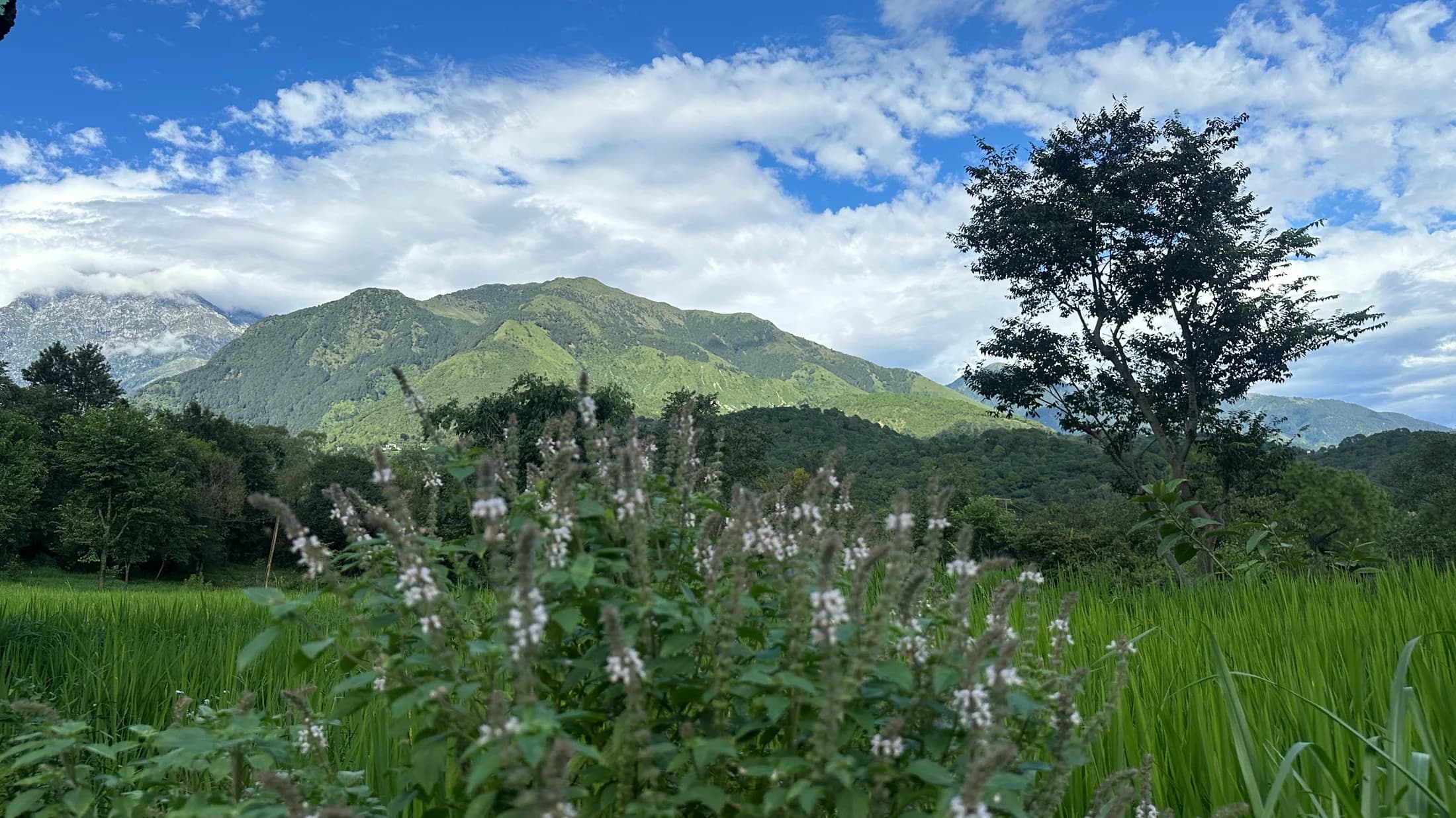 Mountain view from Dharamkot in Himachal Pradesh with green forest, fields, and clouds over the Dhauladhar range.